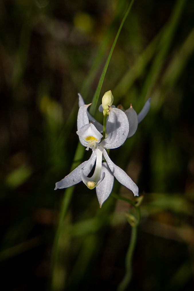Pale grass pink orchid 24, Green Swamp PReserve