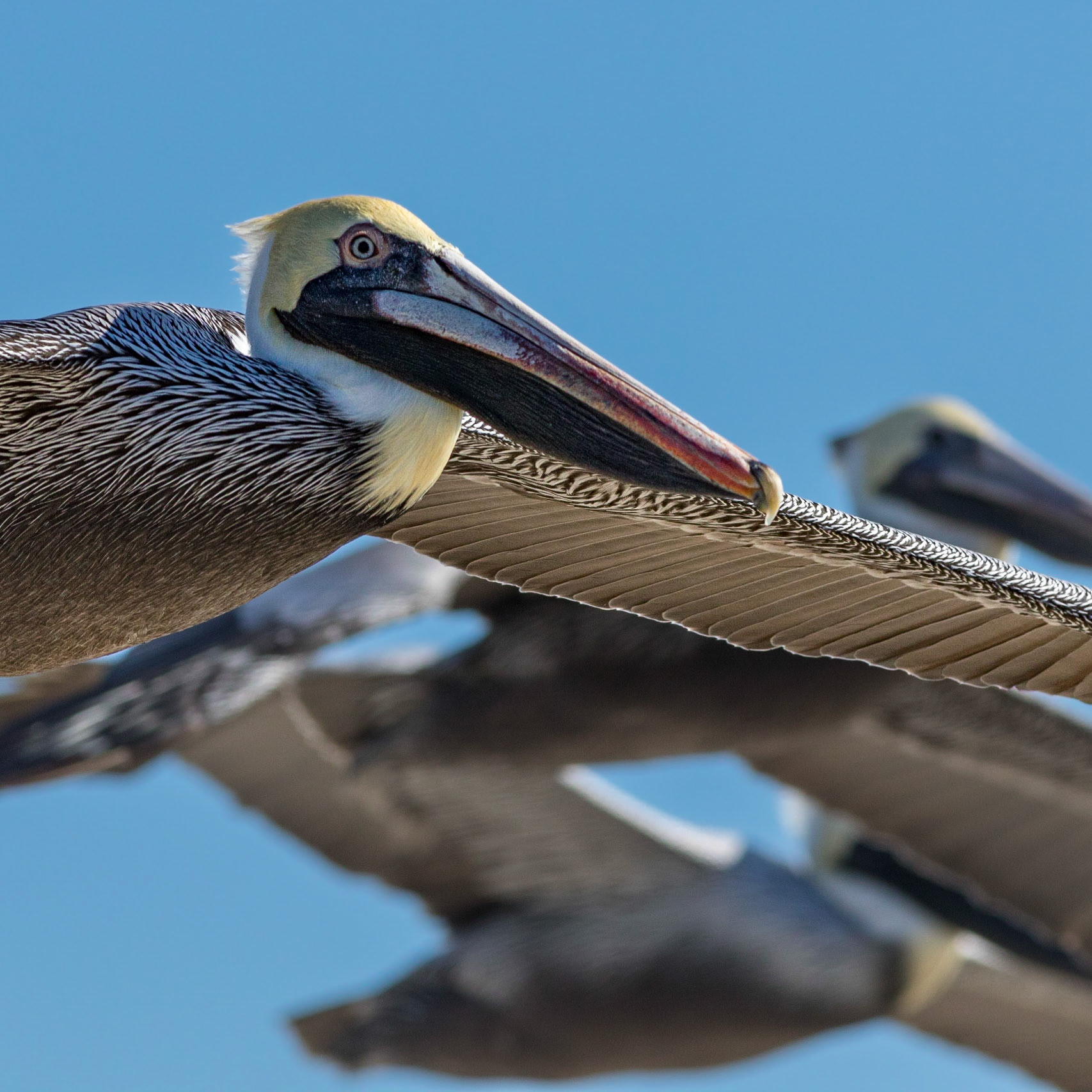 Pelicans 57, OIB east end