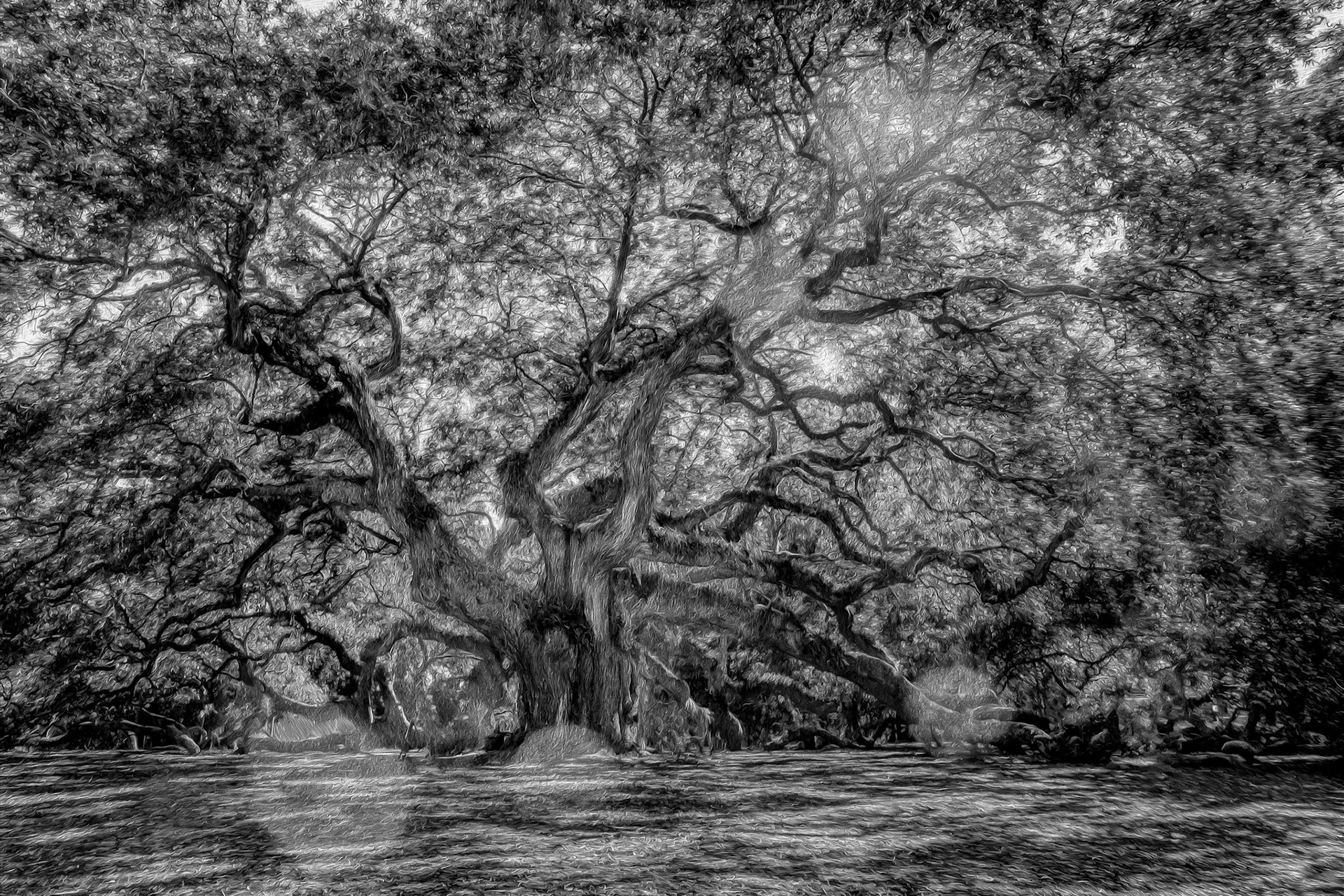 Angel Oak 1bw oil paint, Charleston, SC