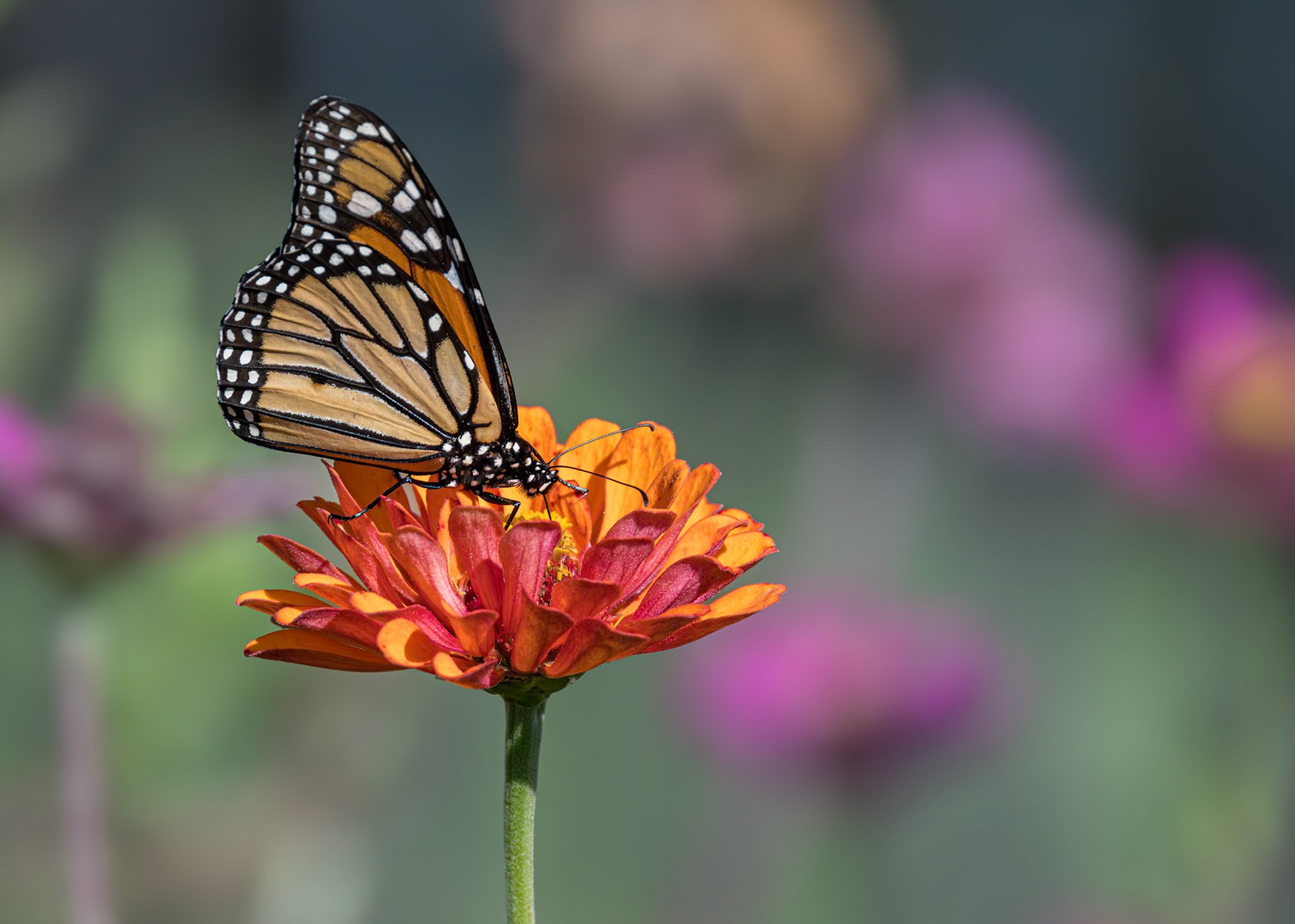 Monarch 17, Private home in Calabash, NC