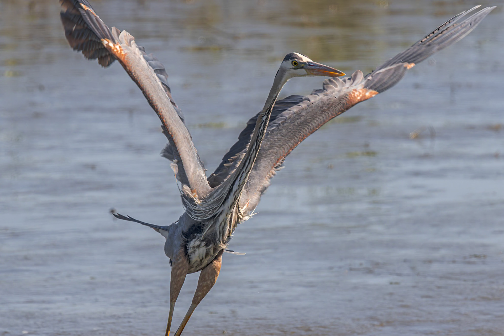 Great blue heron 100, Huntington Beach State Park