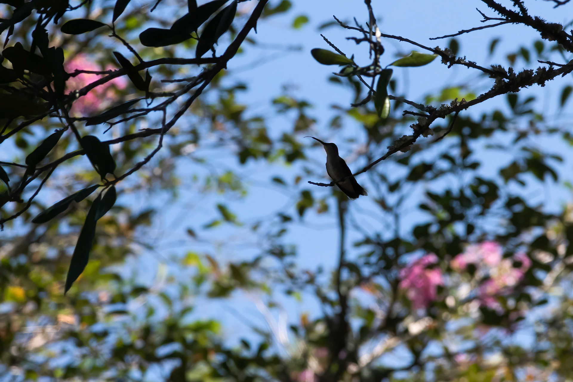 Hummingbird 1, Brunswick County Botanical Gardens