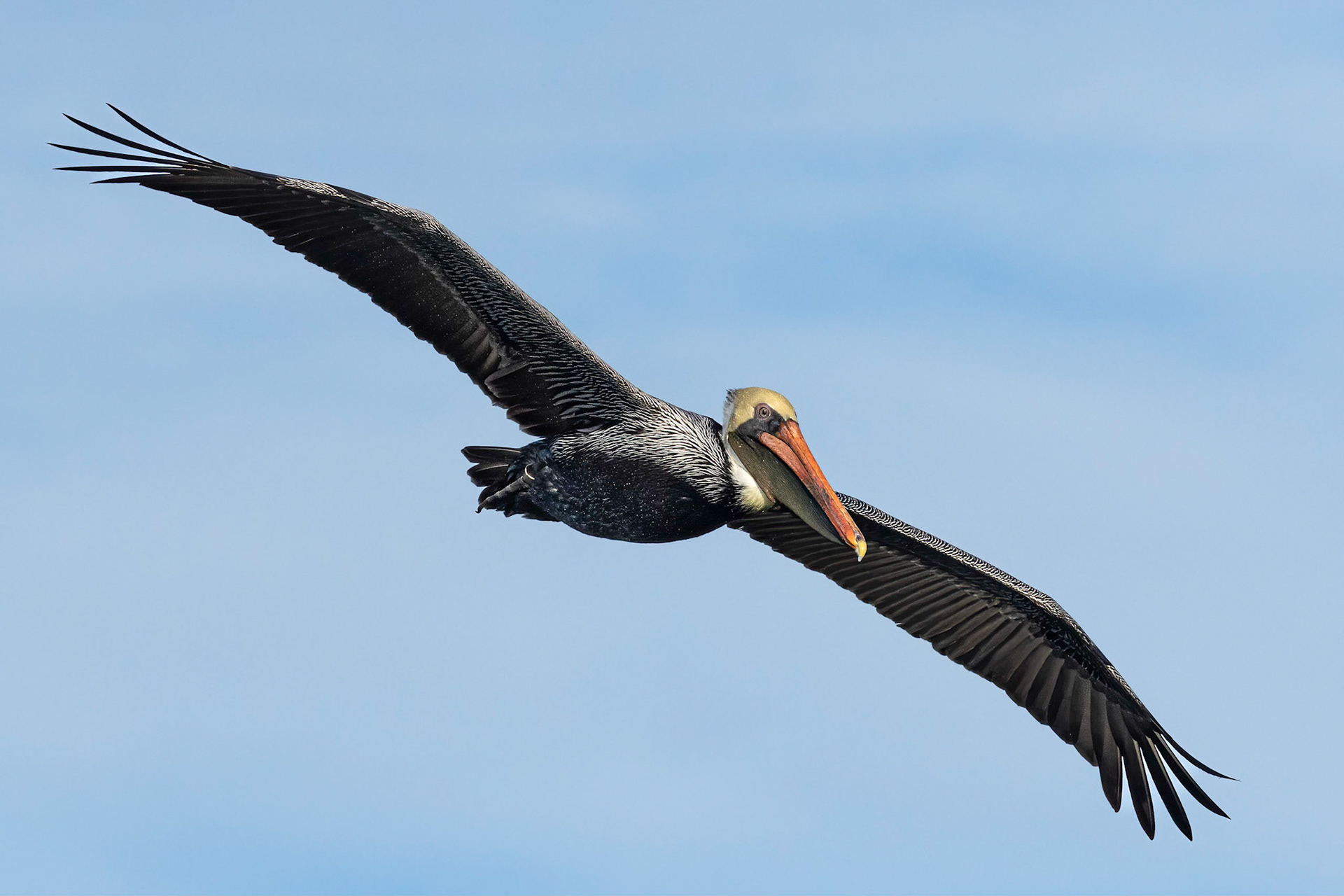 Pelican 51, Twin Lakes, Sunset Beach, NC