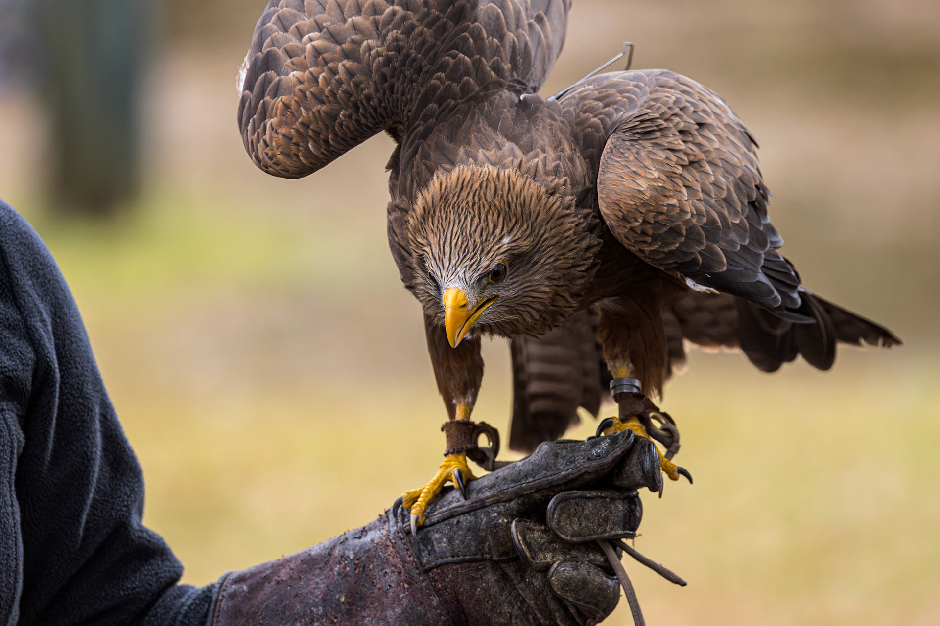 African kite, yellow billed kite 9, Center for Birds of Prey, Awendaw, SC