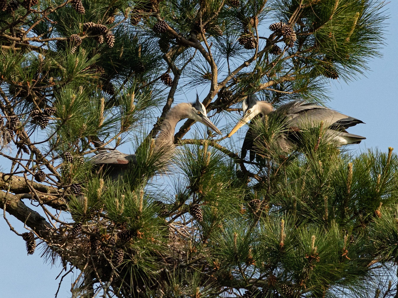 Rookery 6, Sea Trail
