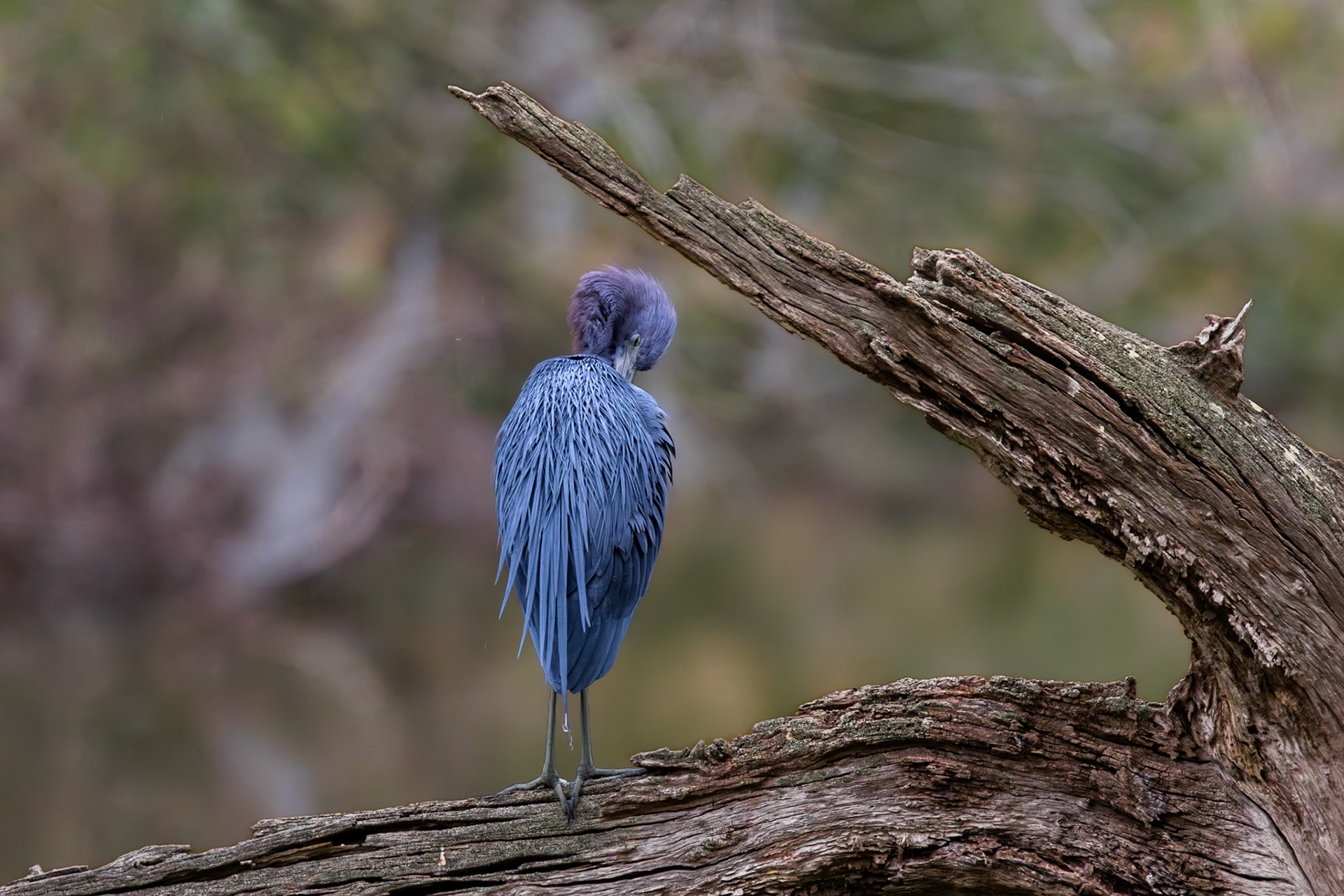Little blue heron 30, Magnolia Cemetery