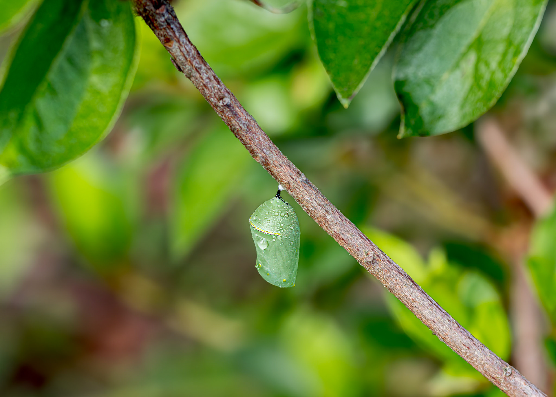 Monarch chrysalis 2, Private home in Calabash, NC