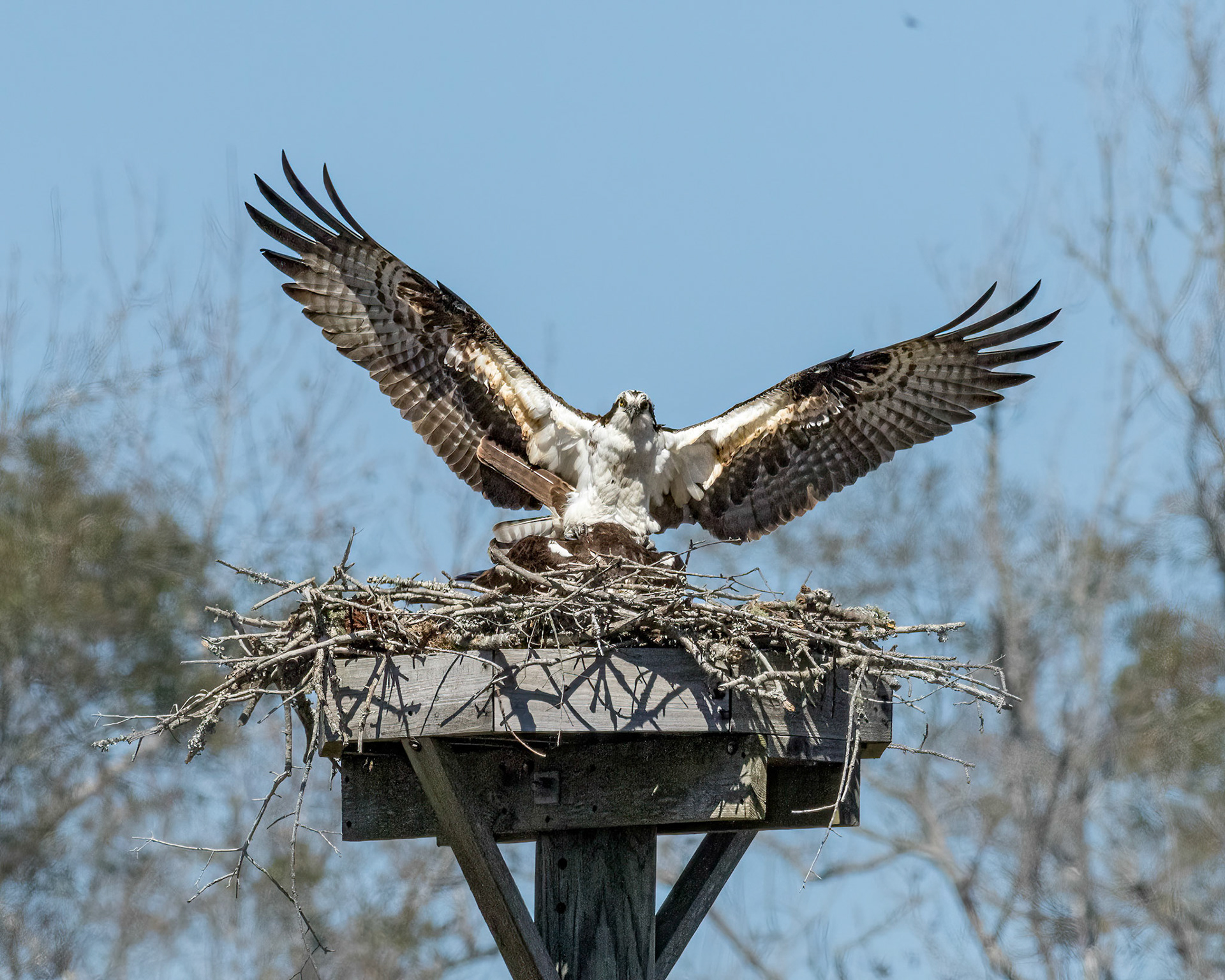 Osprey 68, platforms, Sea Trail