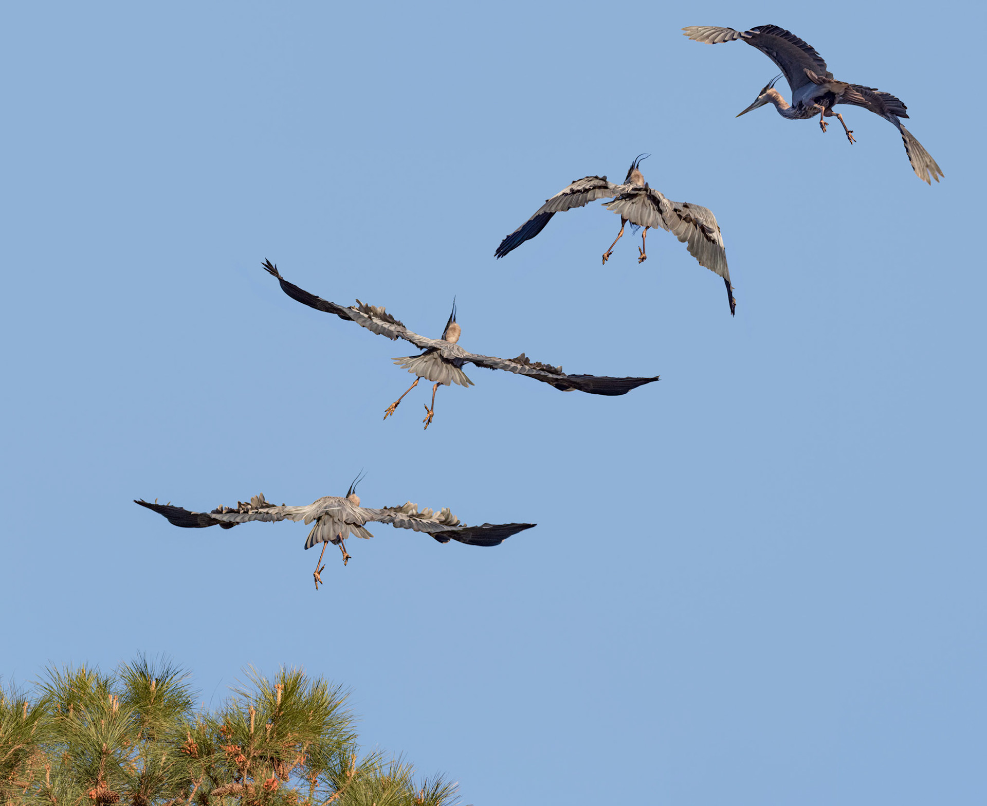 Rookery 50, Sea Trail