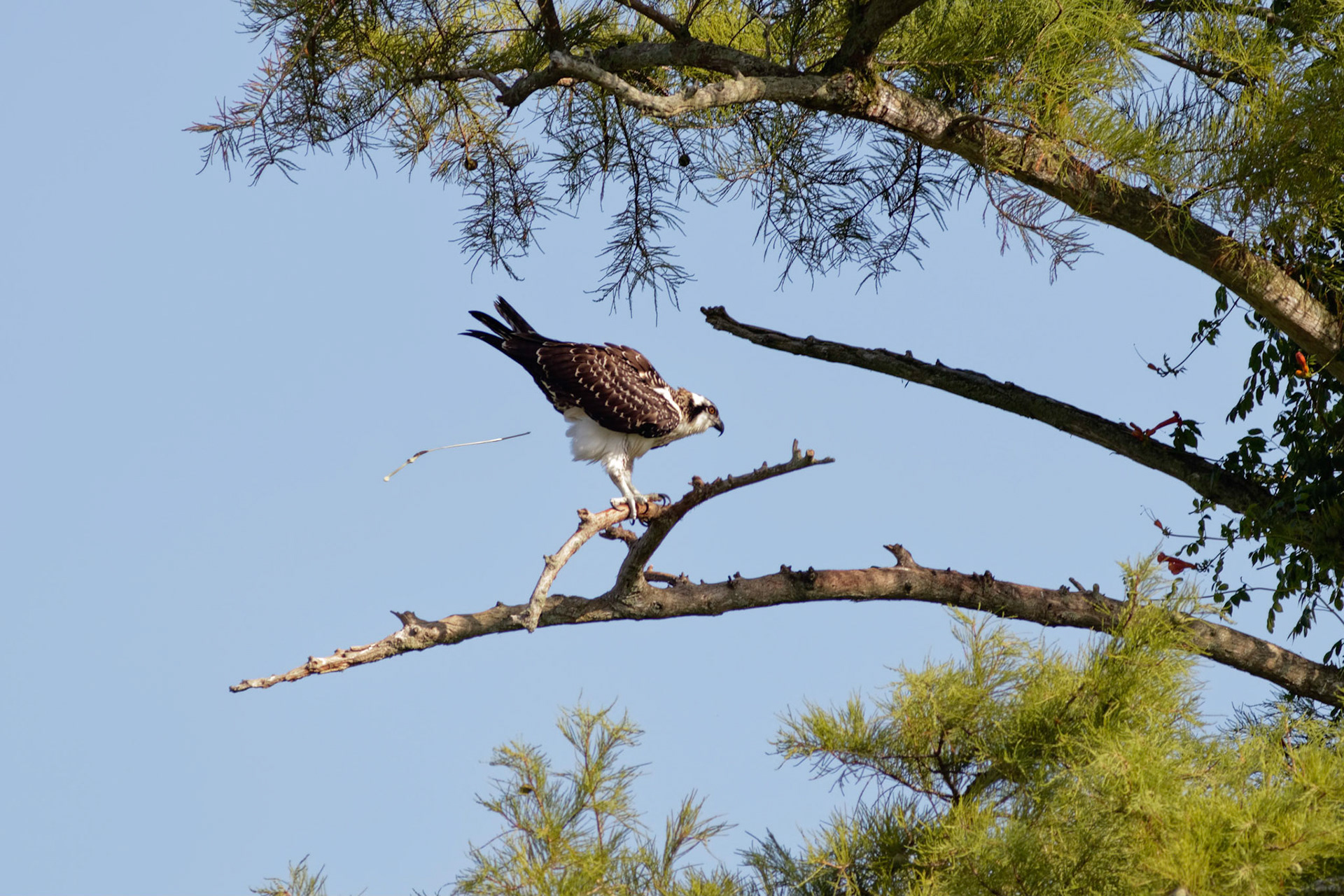 Osprey 18, Sea Trail