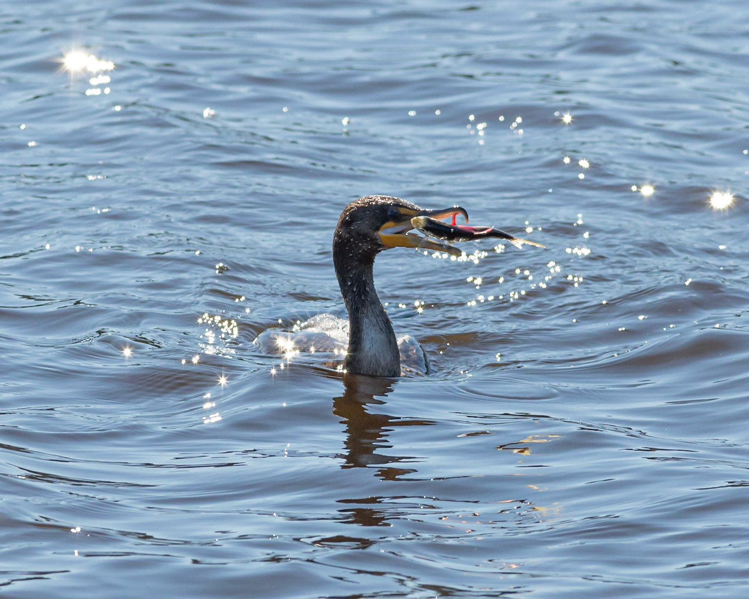 Cormorant 4, Huntington Beach SC