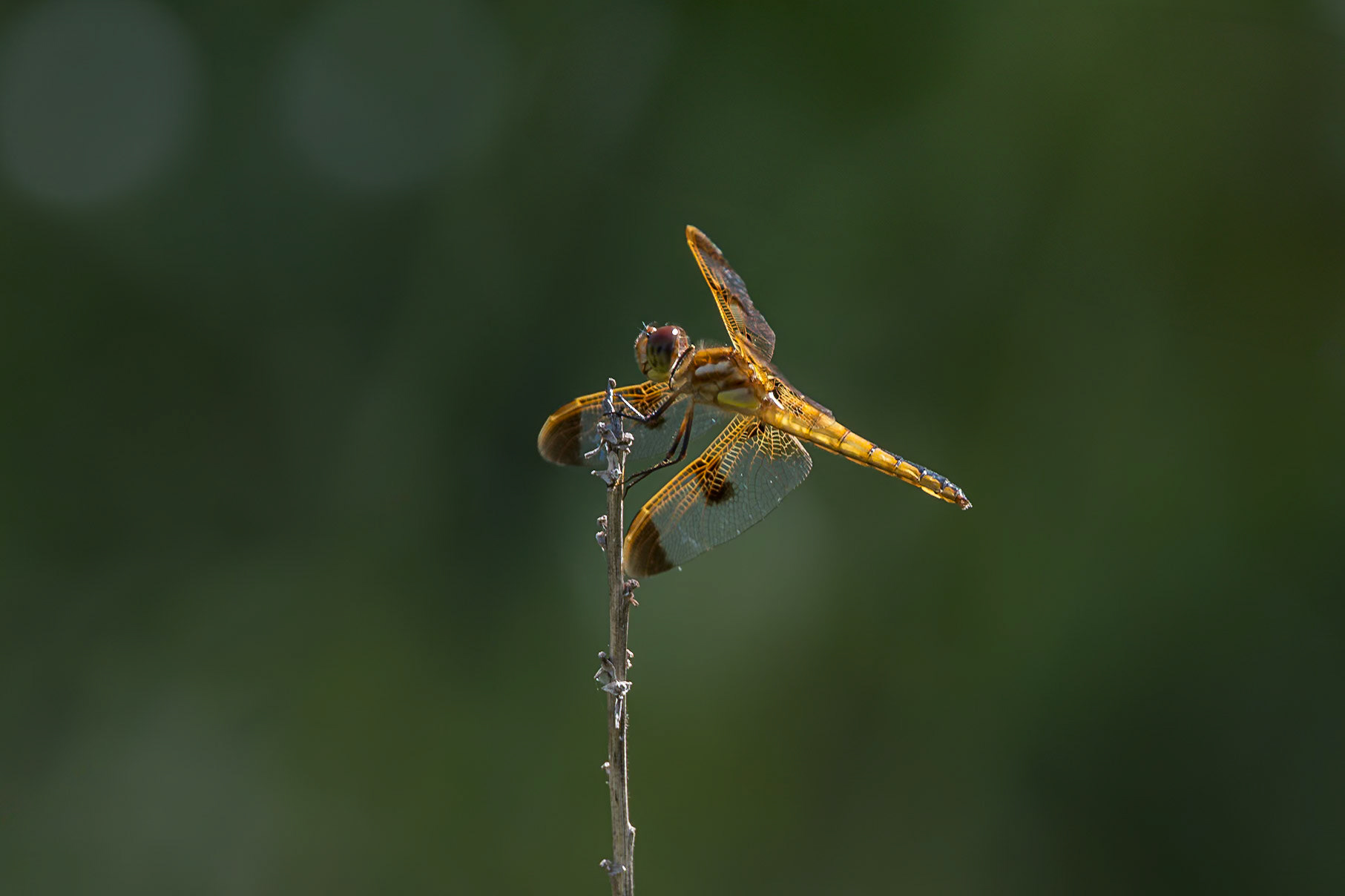 Painted skimmer 1, Green Swamp Preserve
