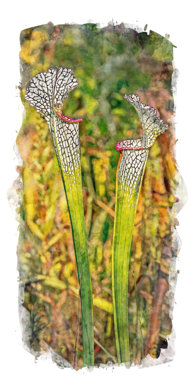 Crimson/white pitcherplant 2, Piney Ridge Nature Preserve