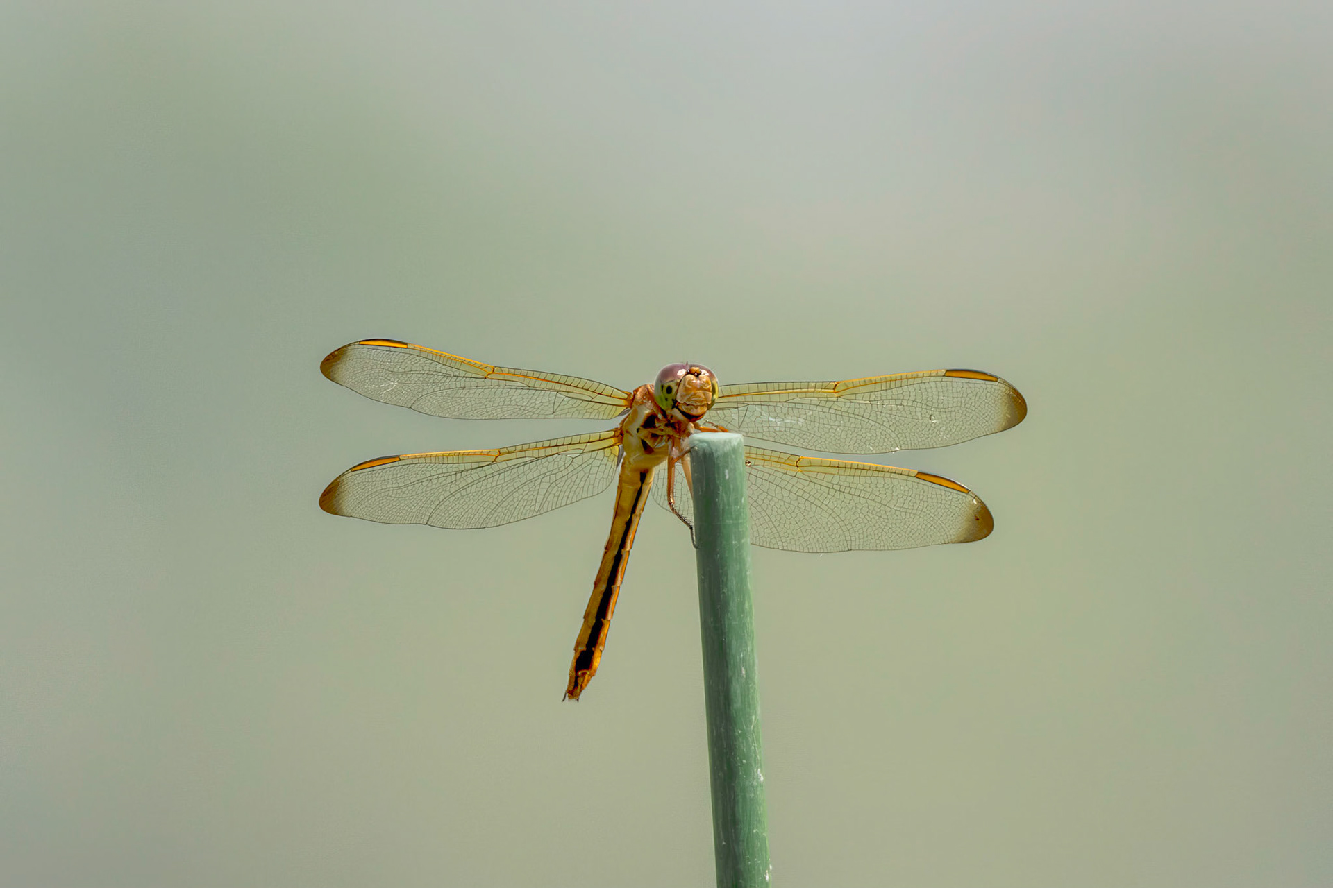 Golden-winged skimmer 1, female, , Huntington Beach State Park, SC
