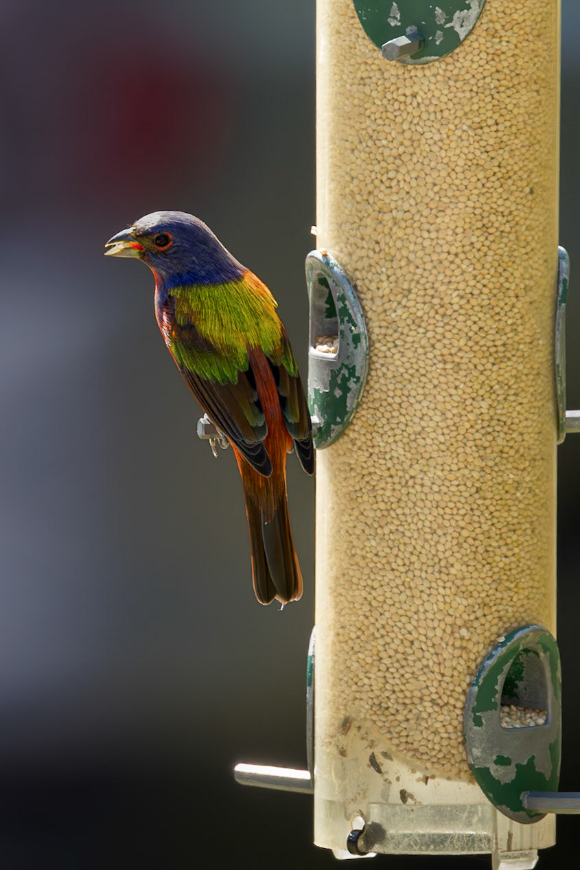 Painted bunting - male 4, Huntington Beach State Park, SC