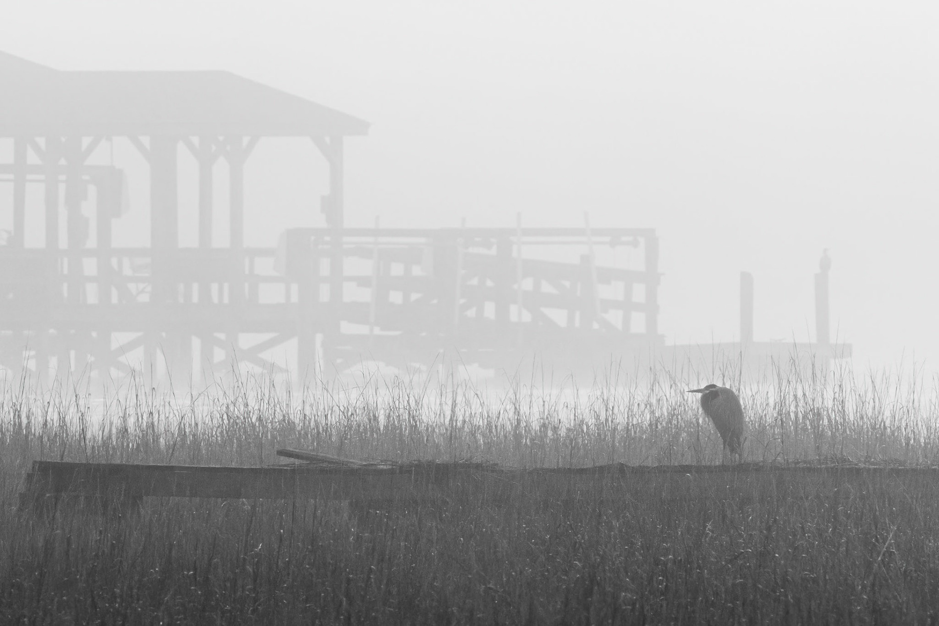 Great Blue Heorn in fog 28, Oyster Bay, Sunset BEach