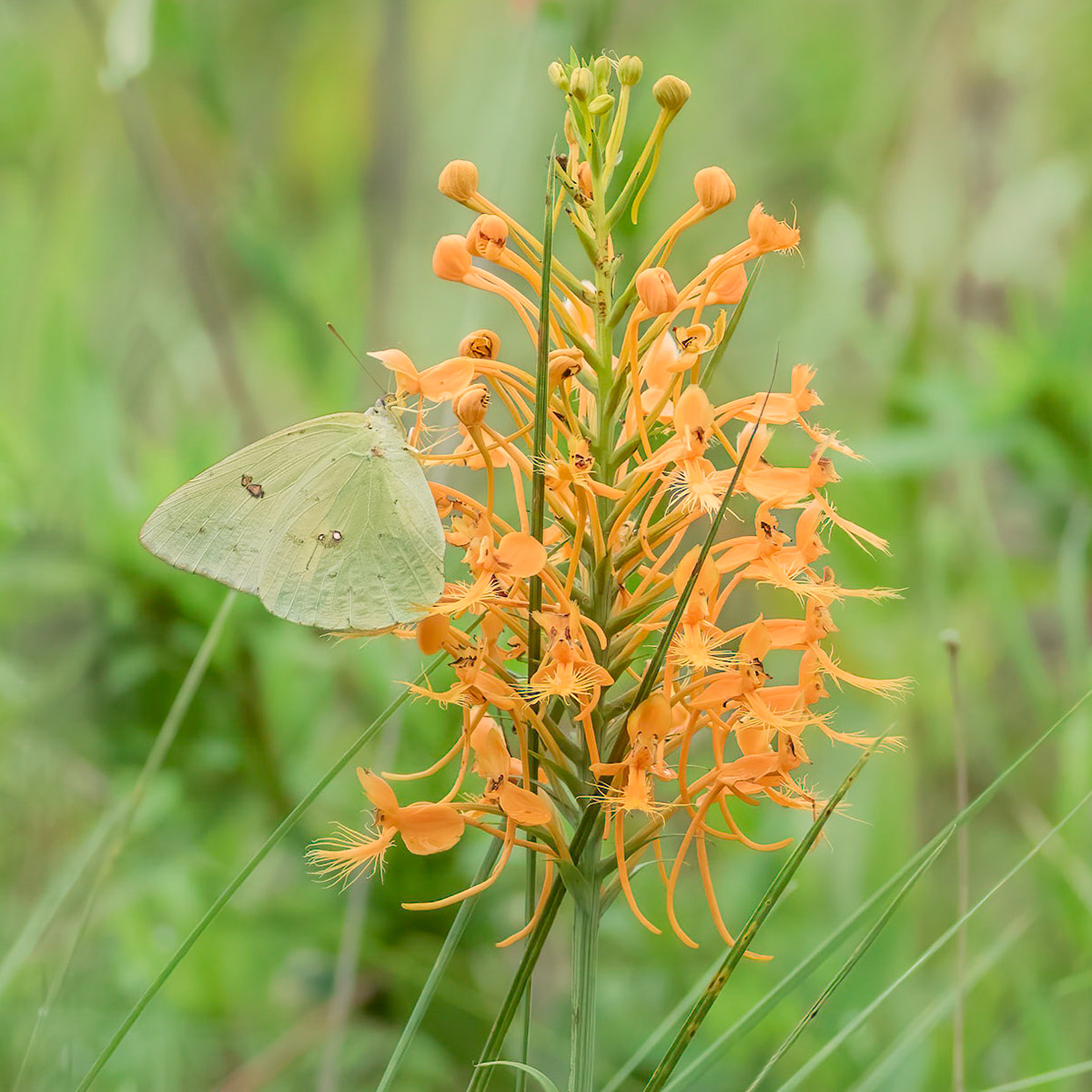 Orange-fringed orchid with cloudless sulfur 3, Green Swamp area