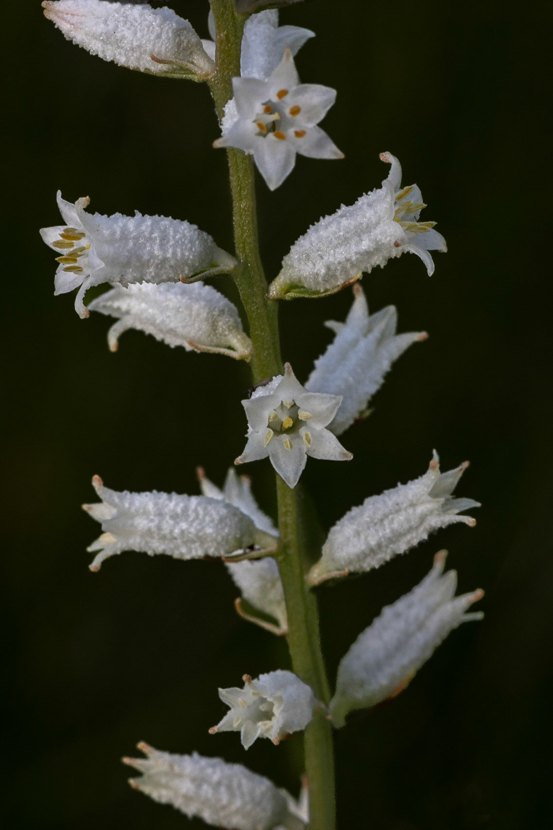 Colicroot 4, Green Swamp Preserve