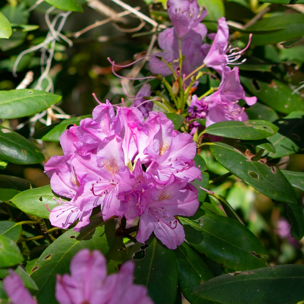Brookgreen Gardens