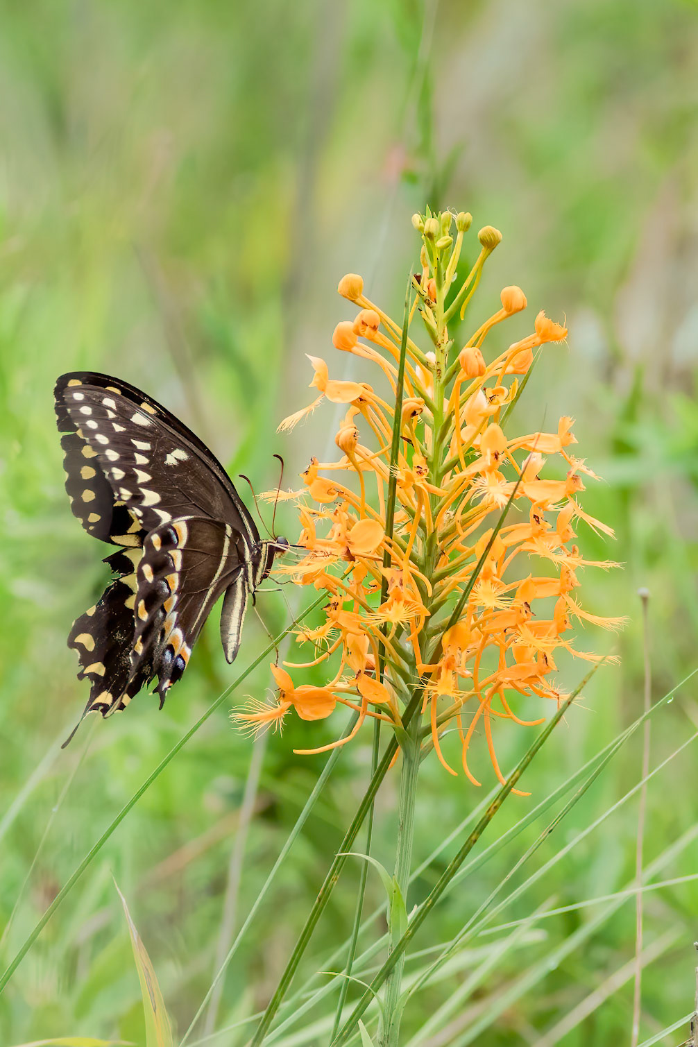 Orange-fringed orchid with palamedes swallowtail 2, Green Swamp area