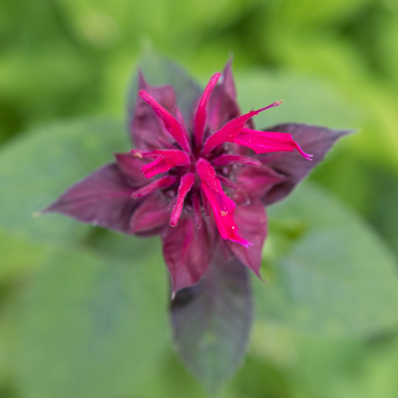 Fearrington Village, NC 22