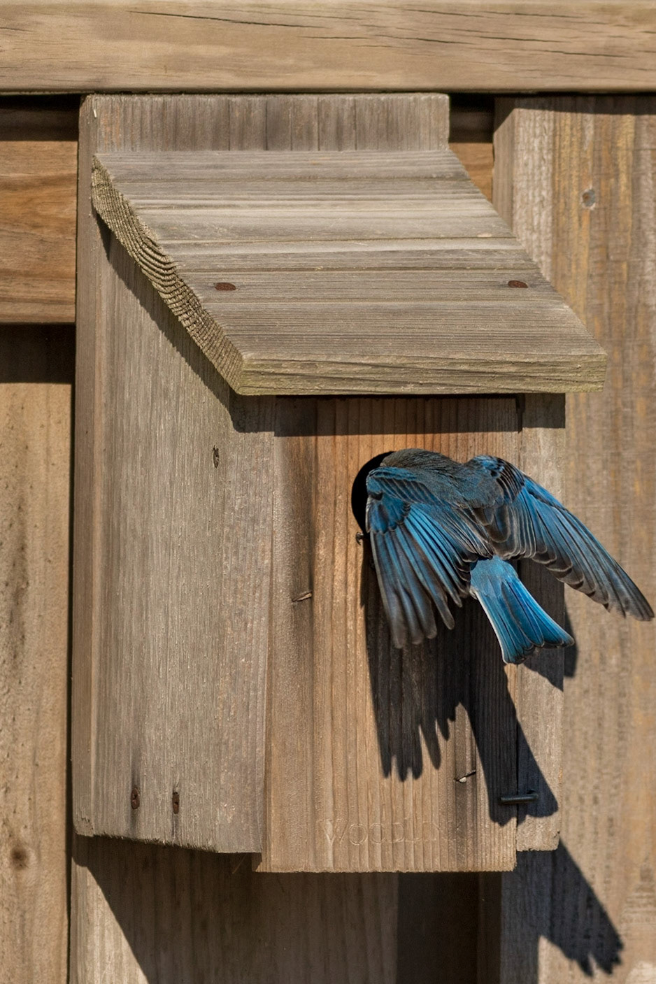 Eastern bluebirds 52, OIB