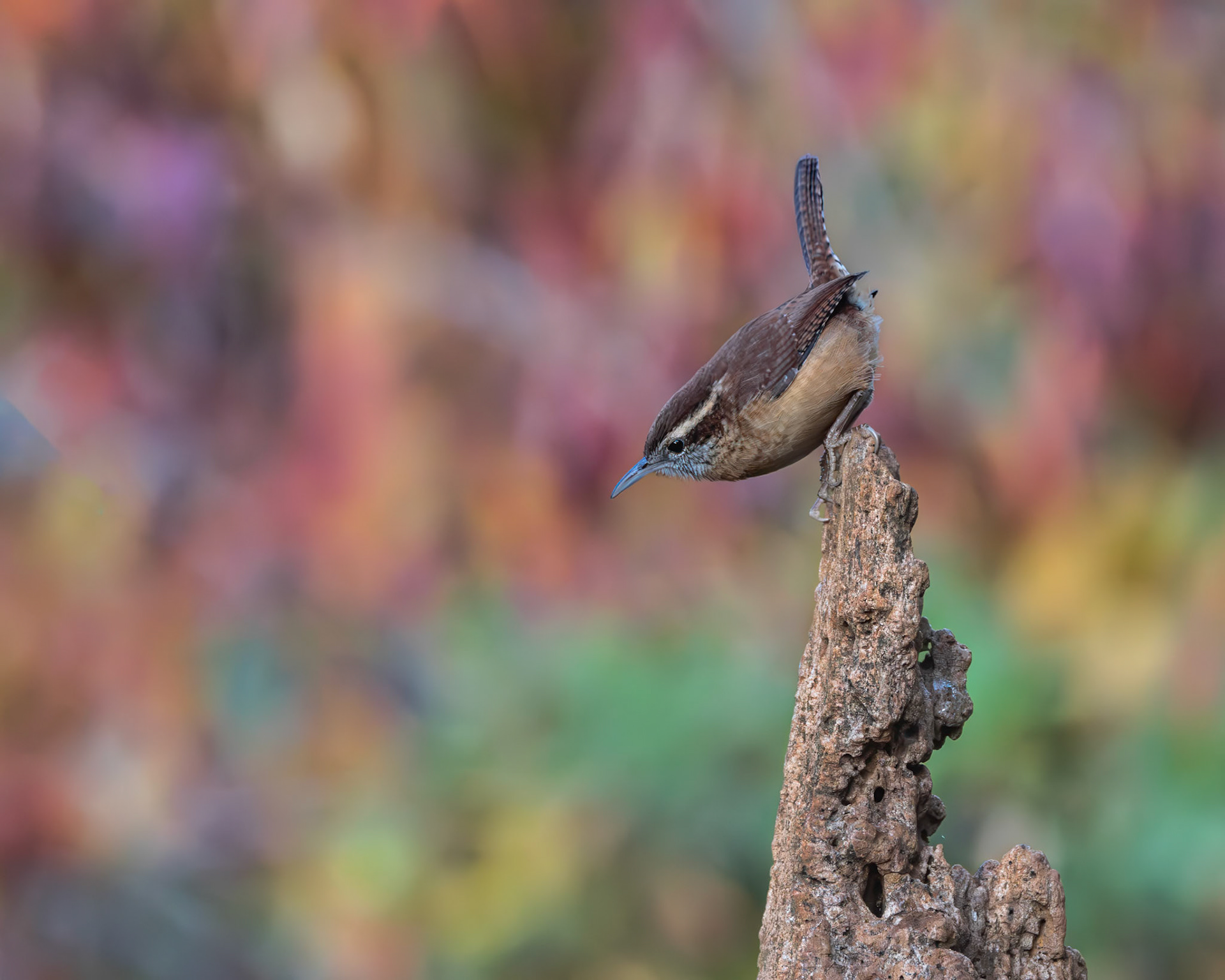 Carolina wren 3, The Nut House, Clemson, SC