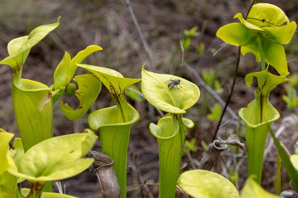 Yellow   Pitcher plant, Green Swamp