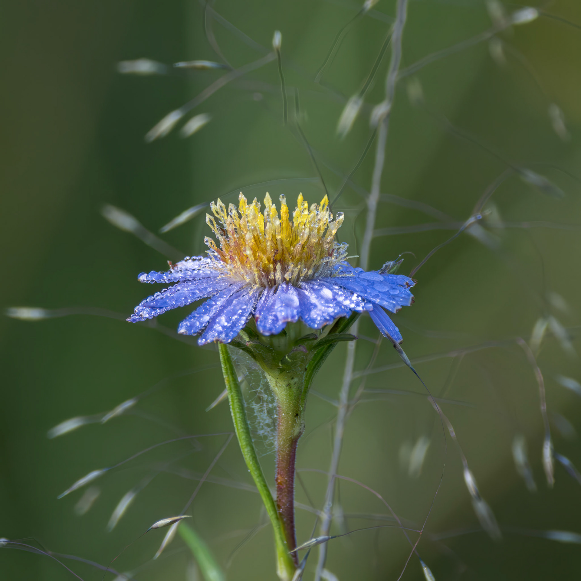 Swamp aster 4, Green Swamp Preserve