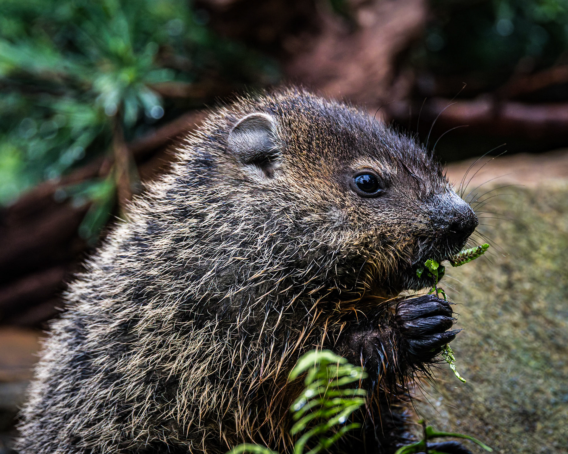 Groundhog - baby 4, The Nut House, Clemson, SC
