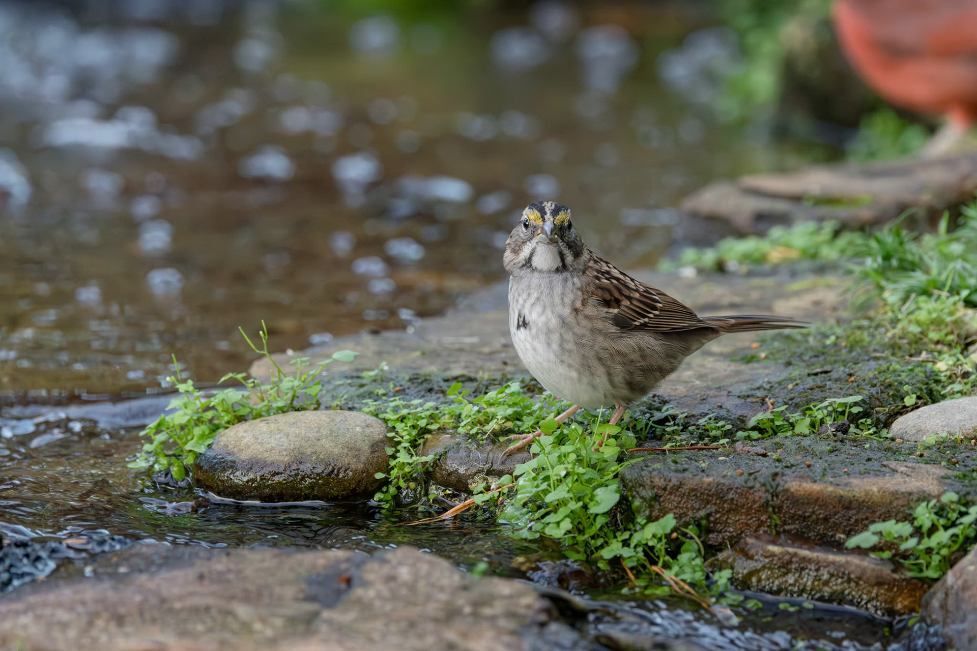 White Throated Sparrow 9, The Nut House, Clemson, SC