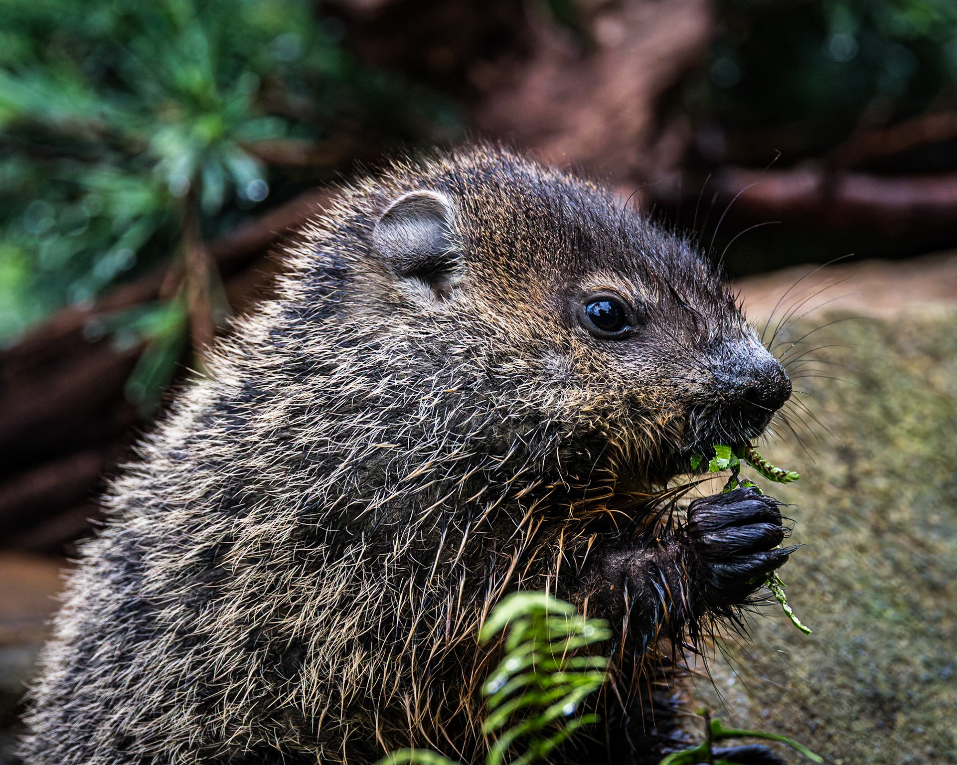 Groundhog - baby 3, The Nut House, Clemson, SC