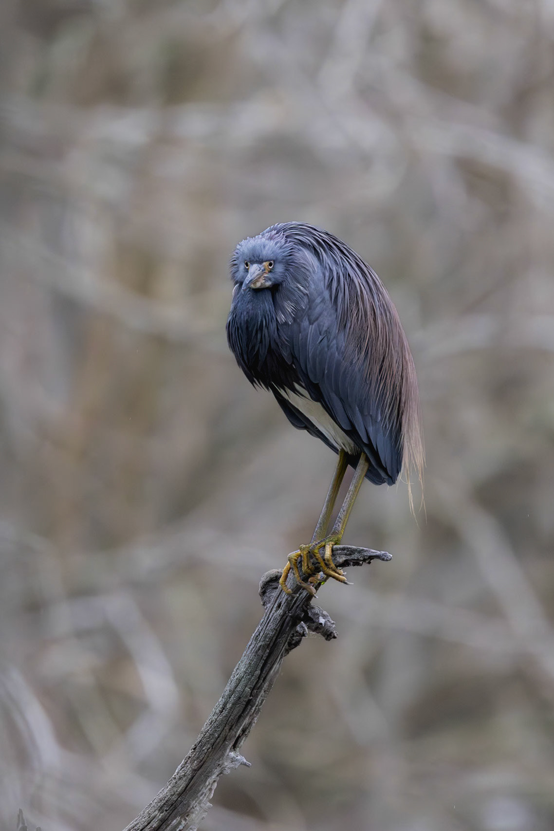 Tricolor heron 39, Magnolia Cemetery