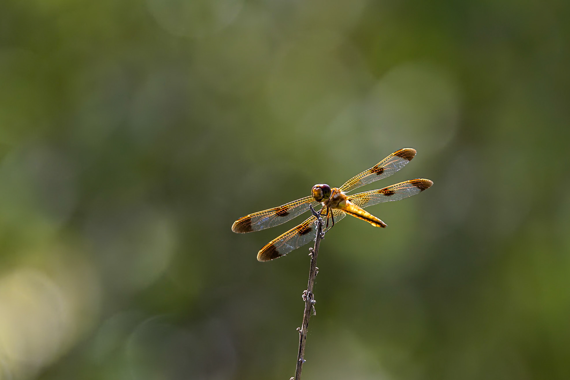 Painted skimmer 2, Green Swamp Preserve