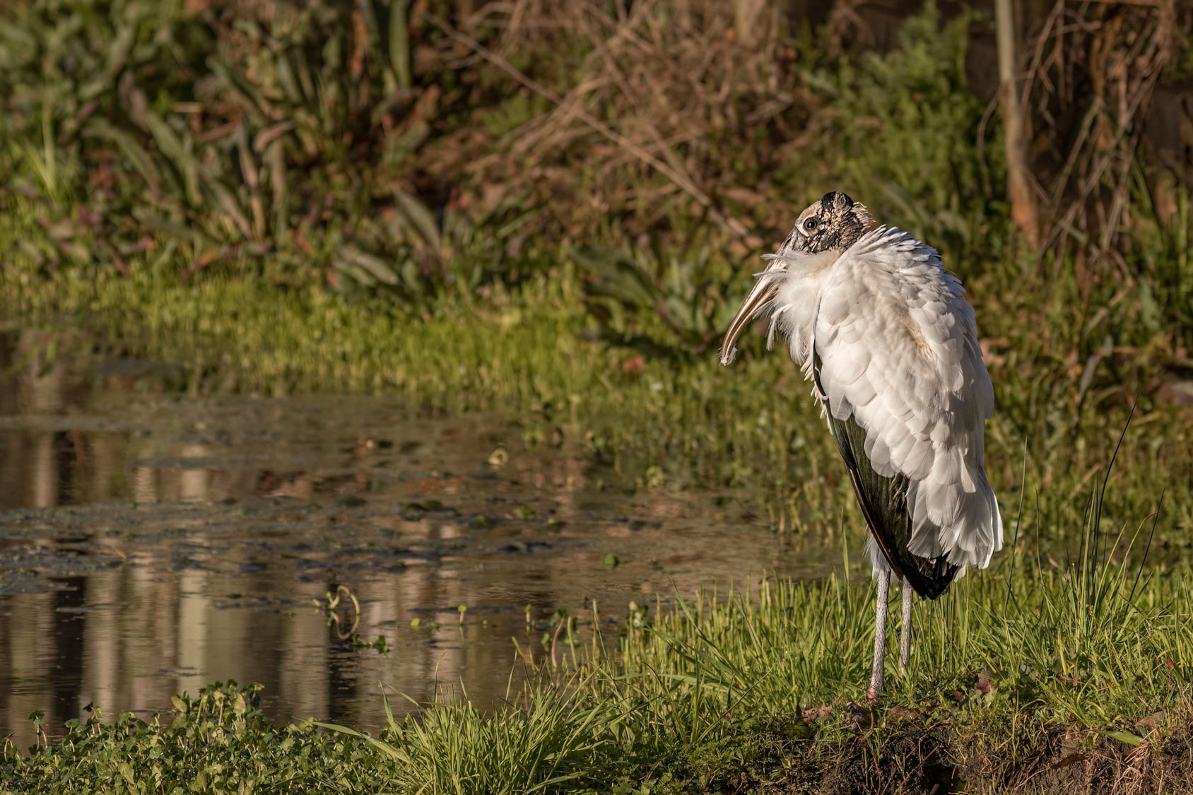Wood Stork 9, Sea Trail, Sunset Beach, NC