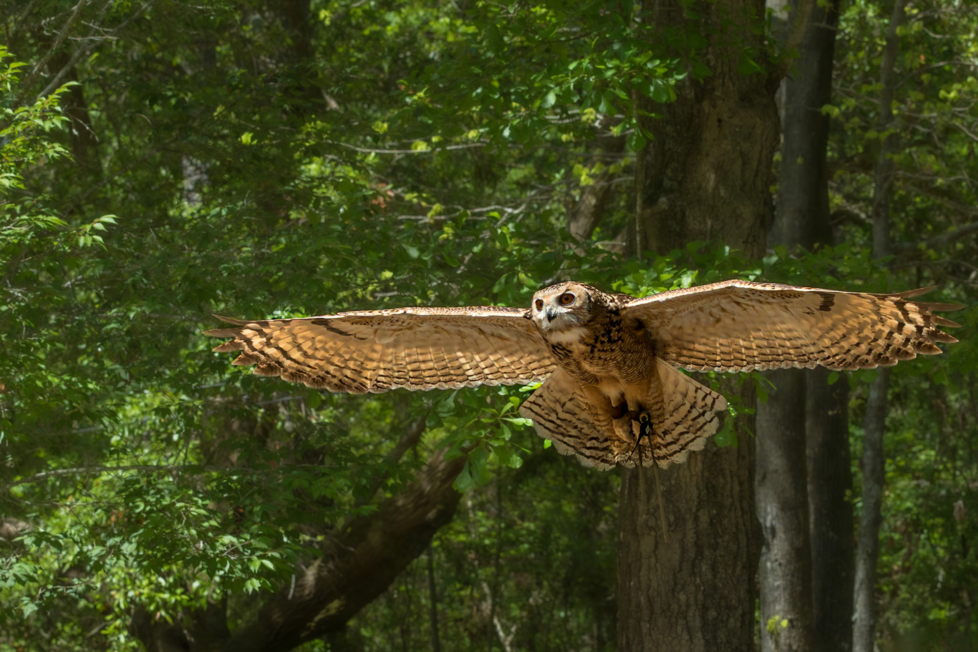 Dessert eagle owl 1, The Center for Birds of Prey, Awendaw, SC, SCAIR 62