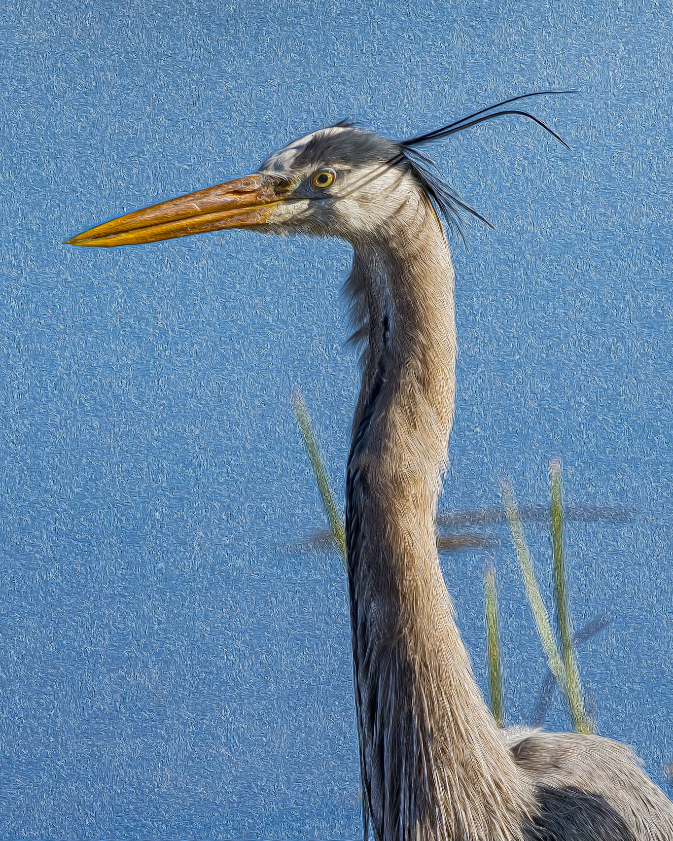 Great blue heron 90, oil paint, Huntington Beach State Park