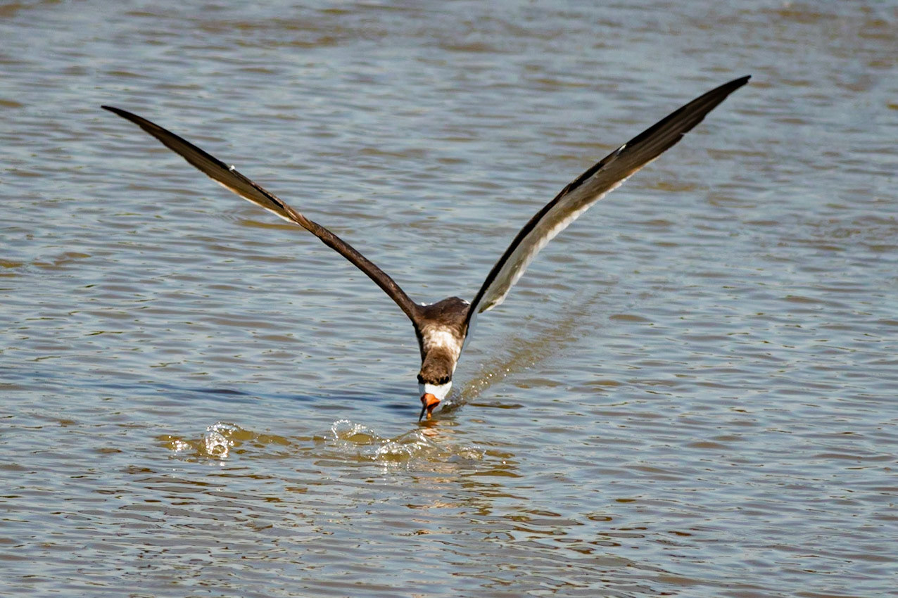 Black Skimmer 4, OIB ICW