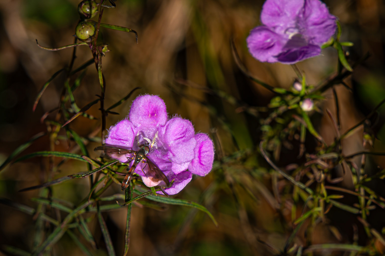 Flase foxglove 11, Greater Green Swamp Preserve
