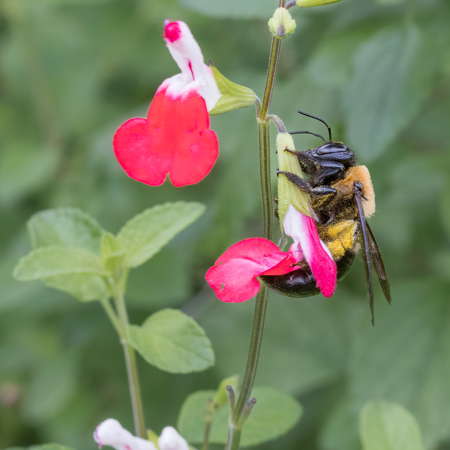 Hot lips salvia 1, Brunswick County Botanical Gardens