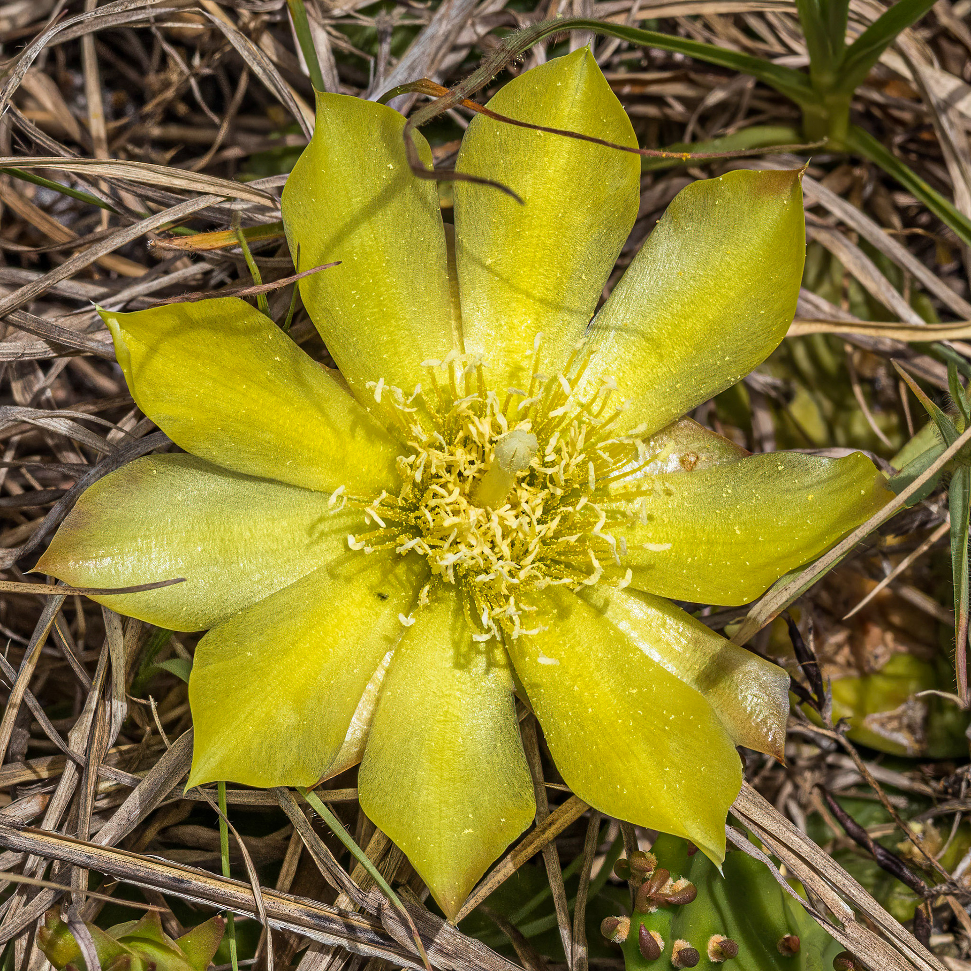 Prickly pear 3, OIB east end