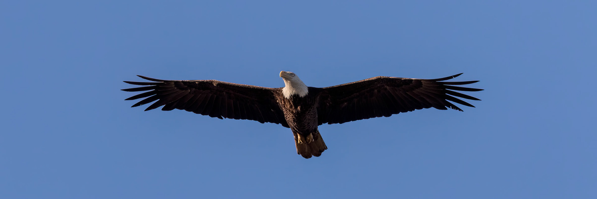 Bald Eagle 45, Sea Trail, Sunset Beach