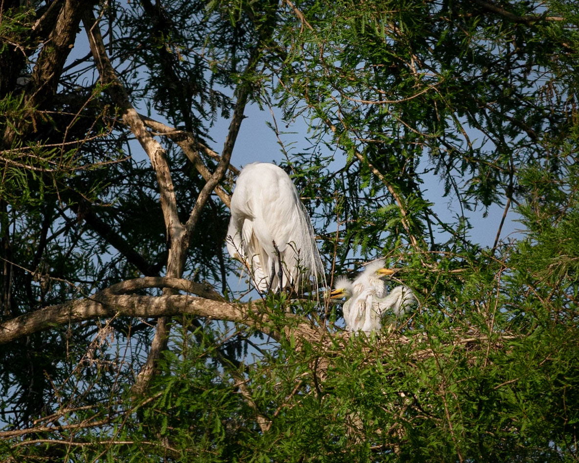 Great egret 55, Magnolia Plantation and Gardens, SCAIR 47