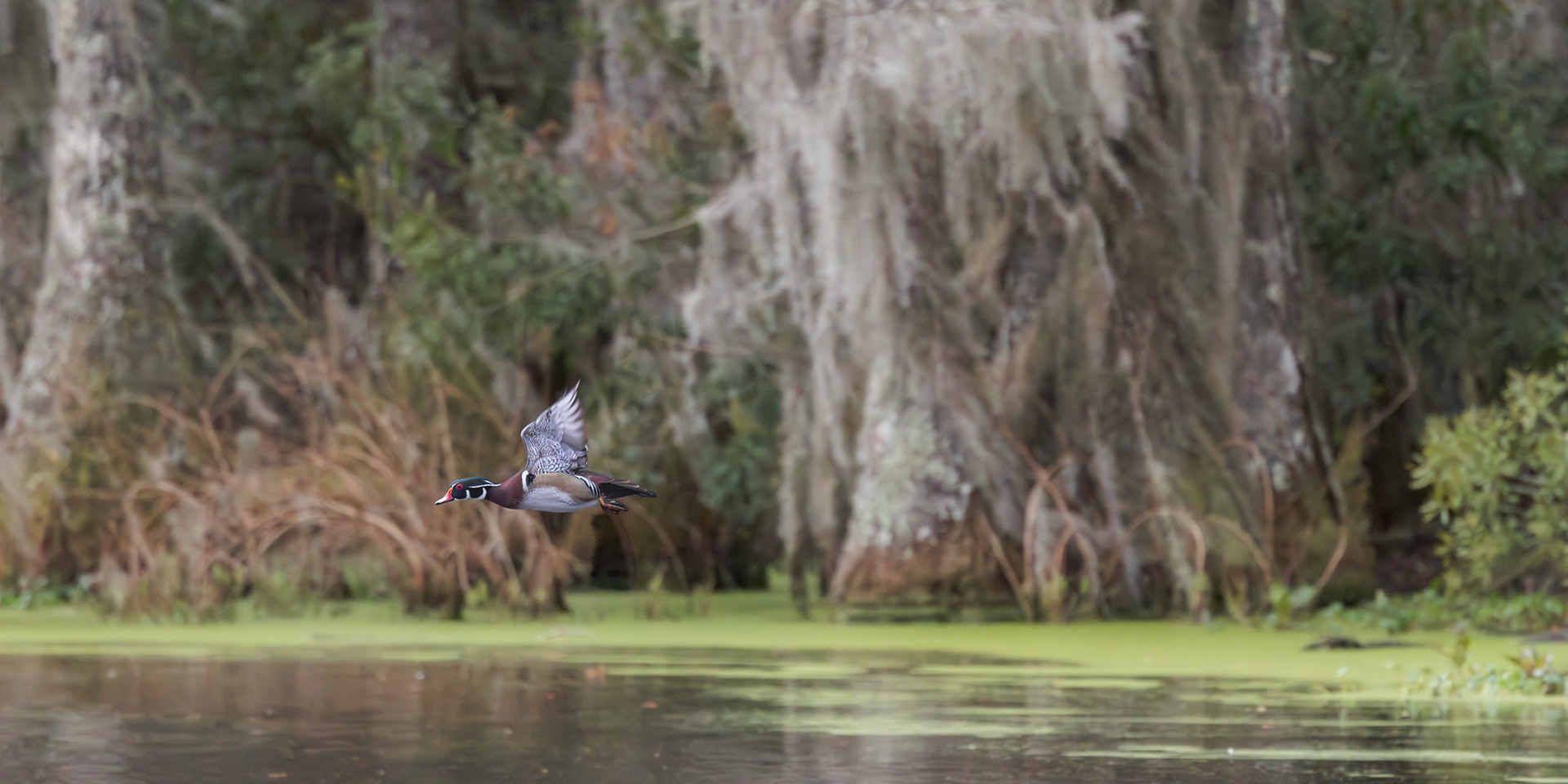 Wood duck 10, Magnolia Plantation Audubon Swamp Garden