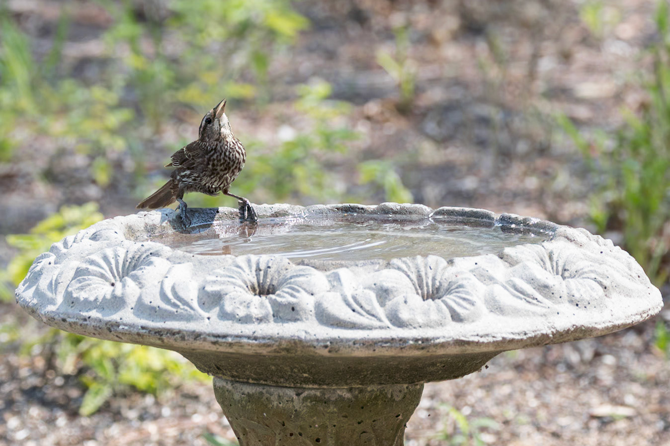 Red winged blackbird 5, juvenile or female, Huntington Beach State Park, SC