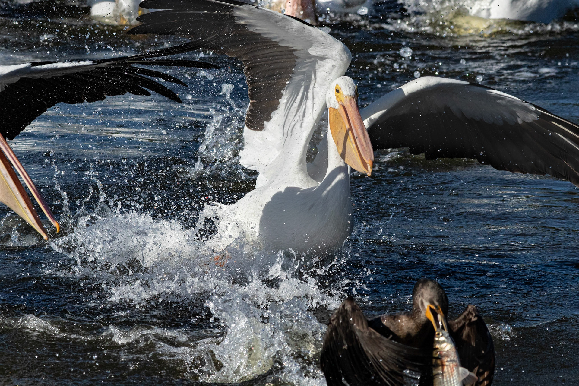 White peilcan versus comorant 2, Huntington Beach State Park, SC