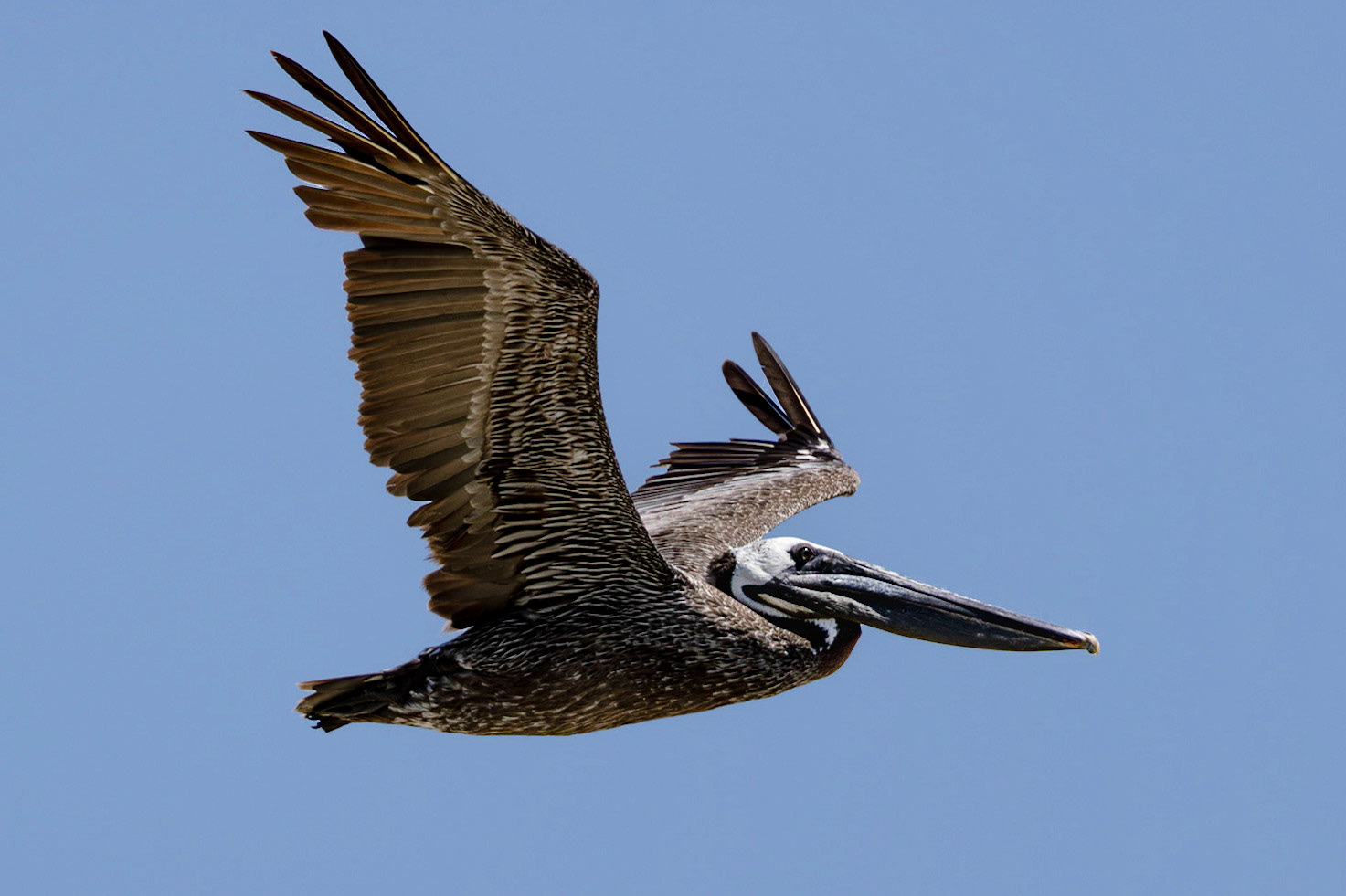 Pelicans 63, OIB east end