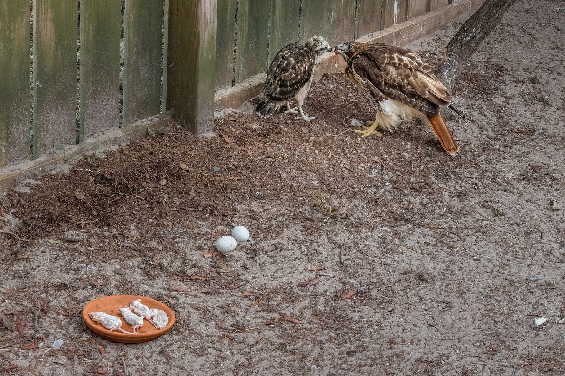 Red tailed hawk feeding red shouldered hawk 3. NANPA Showcase 2023 Semifinalist, Conservation.