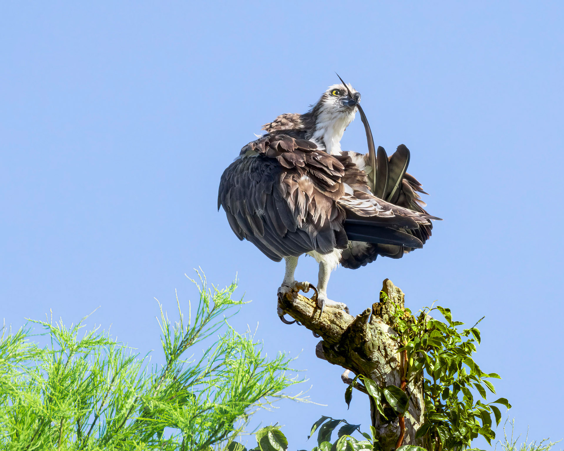 Osprey 115, Sea Trail