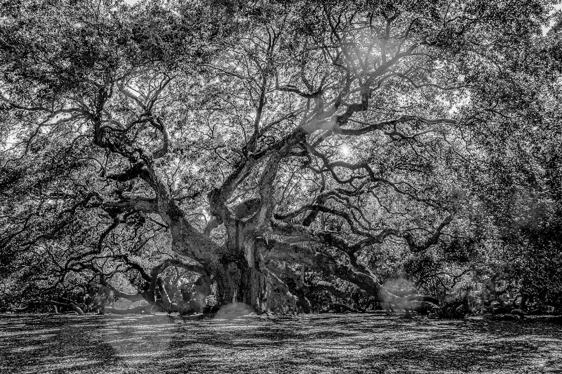 Angel Oak 1bw, Charleston, SC